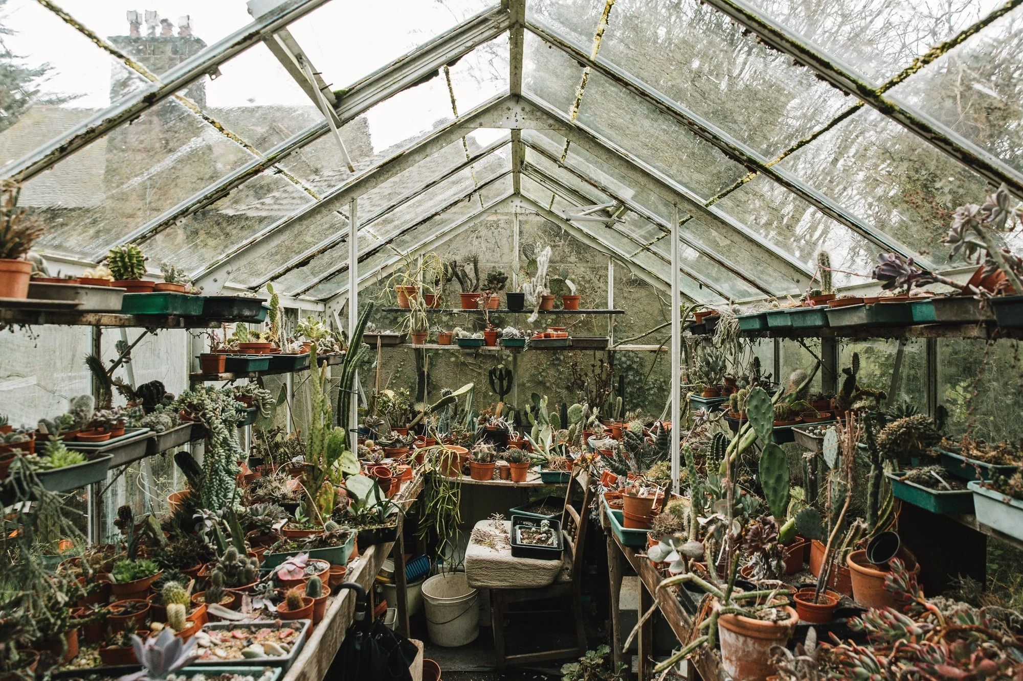 Evergreen 8 Evergreen - Image 6