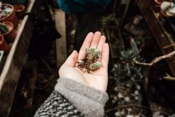 Evergreen 16 Evergreen -Furniture & Decoration Shop HAARKON c4 20160627 023125 RHB Cacti HR 46 2000x d52149dd 9476 493d ade5 94fa0de24a49