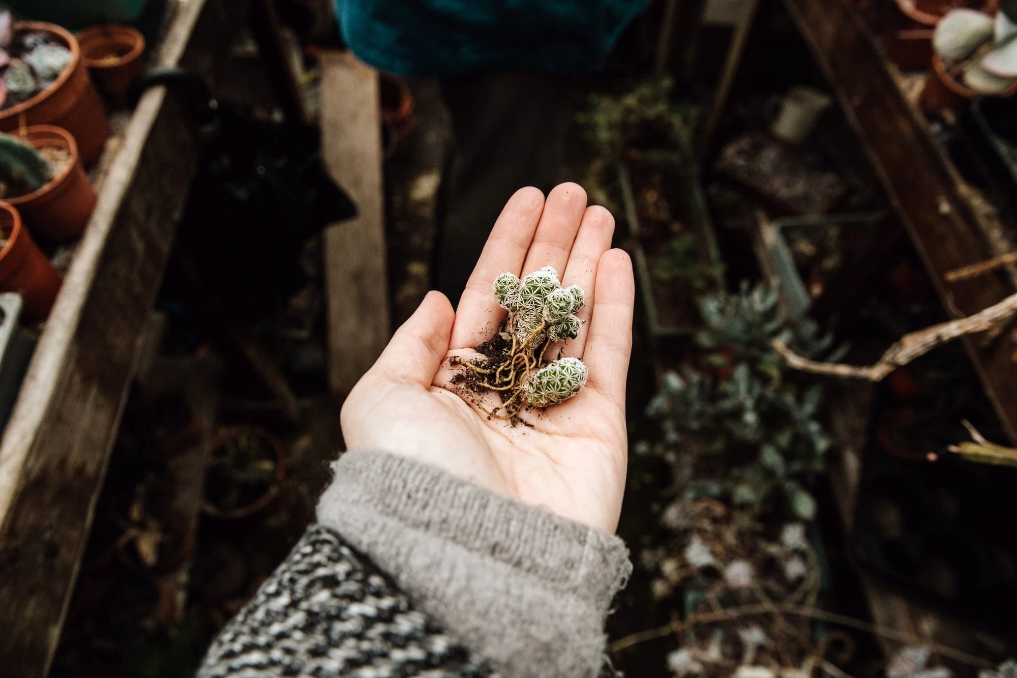 Evergreen 9 Evergreen - Image 7